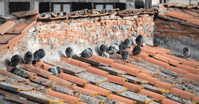 Il guano dei piccioni causa a Mondolfo troppi danni, Daniele Ceccarelli scrive al sindaco